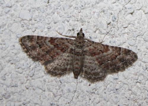 Réf. 239 950 : Gymnoscelis rufifasciata